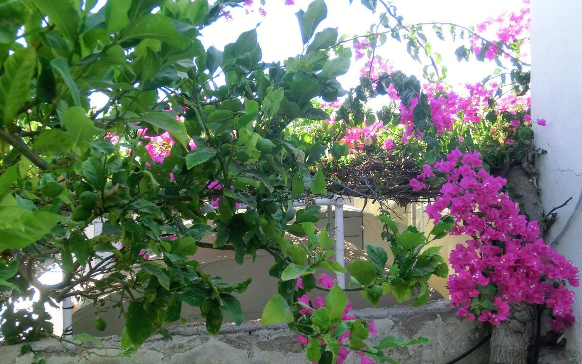 Santorini Camping & Hostel Fira  Bagian luar foto